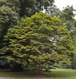 Fächer Ahorn 125-150cm - Acer Palmatum
