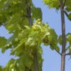 Säulen Spitz-Ahorn Jirka 80-100cm - Acer Platanoides