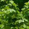 Zwerg Spitz-Ahorn Nowusch 60-80cm - Acer Platanoides
