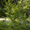 Koreanischer Fächer Ahorn Arctic Jade 100-125cm - Acer Pseudosieboldianum
