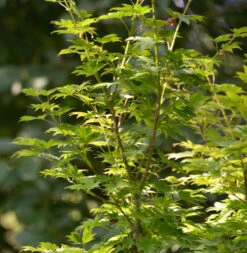 Koreanischer Fächer-Ahorn Ice Dragon 60-80cm - Acer Pseudosieboldianum