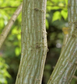 Roter Schlangenhaut Ahorn 60-80cm - Acer Capillipes