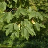 Zimtahorn 60-80cm - Acer Griseum