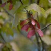 Rot Ahorn 100-125cm - Acer Rubrum