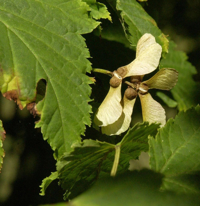 Rostbart Ahorn 60-80cm - Acer Rufinerve 1 Rostbart Ahorn 60-80cm - Acer Rufinerve