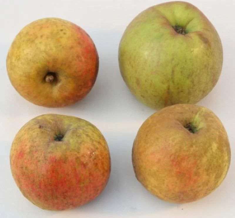 Apfelbaum Schöner Aus Boskoop 60-80cm - Ein Winterapfel 1 Apfelbaum Schöner Aus Boskoop 60-80cm - Ein Winterapfel