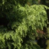 Japanische Sicheltanne Viridis 60-80cm - Cryptomeria Japonica