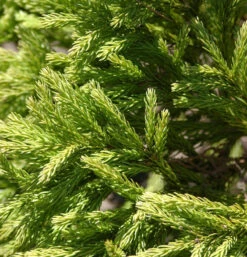 Japanische Sicheltanne Globosa Nana 40-50cm - Cryptomeria Japonica