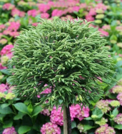 Hochstamm Japanische Sicheltanne Little Diamond 80-100cm - Cryptomeria Japonica