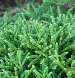 Hochstamm Zwerg Sicheltanne Little Champion 100-125cm - Cryptomeria Japonica