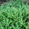 Hochstamm Zwerg Sicheltanne Little Champion 80-100cm - Cryptomeria Japonica