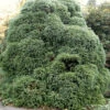 Japanische Sicheltanne Monstrosa Nana 30-40cm - Cryptomeria Japonica