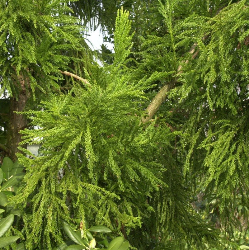 Hahnenkamm Sicheltanne Cristata 30-40cm - Cryptomeria Japonica 1 Hahnenkamm Sicheltanne Cristata 30-40cm - Cryptomeria Japonica