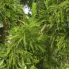 Hahnenkamm Sicheltanne Cristata 80-100cm - Cryptomeria Japonica