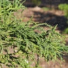 Sicheltanne Rasen 100-125cm - Cryptomeria Japonica