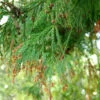 Sicheltanne 40-60cm - Cryptomeria Japonica