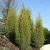 Goldener Heidewacholder Golden Cone 50-60cm - Juniperus Communis
