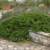Tamarisken Wacholder 25-30cm - Juniperus Sabina