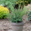 Strauchwacholder Blaauw 20-25cm - Juniperus Chinensis