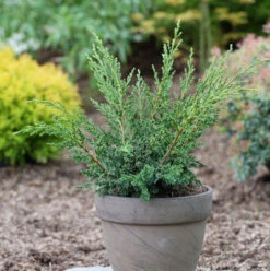 Strauchwacholder Blaauw 20-25cm - Juniperus Chinensis