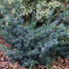 Strauchwacholder Blue Alps 80-100cm - Juniperus Chinensis