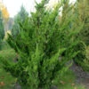 Chinesischer Wacholder Kaizuka 60-80cm - Juniperus Chinensis