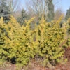Gelber Moos Wacholder 50-60cm - Juniperus Chinensis