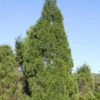 Zypressen Wacholder Spartan 100-125cm - Juniperus Chinensis