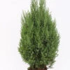 Blauer Kegelmooswacholder 80-100cm - Juniperus Chinensis