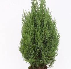 Blauer Kegelmooswacholder 80-100cm - Juniperus Chinensis