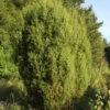 Gemeiner Wacholder 80-100cm - Juniperus Communis