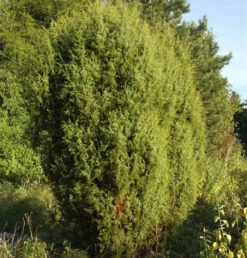 Gemeiner Wacholder 80-100cm - Juniperus Communis
