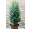 Heidewacholder Excelsa 60-80cm - Juniperus Communis