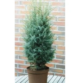 Heidewacholder Excelsa 60-80cm - Juniperus Communis