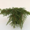 Grüner Kriechwacholder Green Carpet 30-40cm - Juniperus Communis