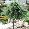 Hochstamm Grüner Kriechwacholder Green Mantle 30-40cm - Juniperus Squamata
