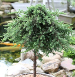 Hochstamm Grüner Kriechwacholder Green Mantle 30-40cm - Juniperus Squamata