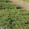 Kriechender Heidewacholder Hornibrook 50-60cm - Juniperus Communis Hornibrookii