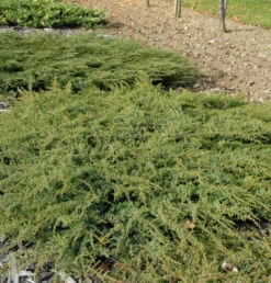 Kriechender Heidewacholder Hornibrook 80-100cm - Juniperus Communis Hornibrookii