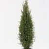 Wildwacholder Arnold 40-50cm - Juniperus Communis