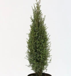 Wildwacholder Arnold 40-50cm - Juniperus Communis