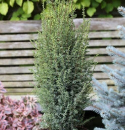 Säulen Wacholder Sentinel 30-40cm - Juniperus Communis