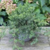 Blauer Sachalin Kriechwacholder Blue Pacific 25-30cm - Juniperus Conferta