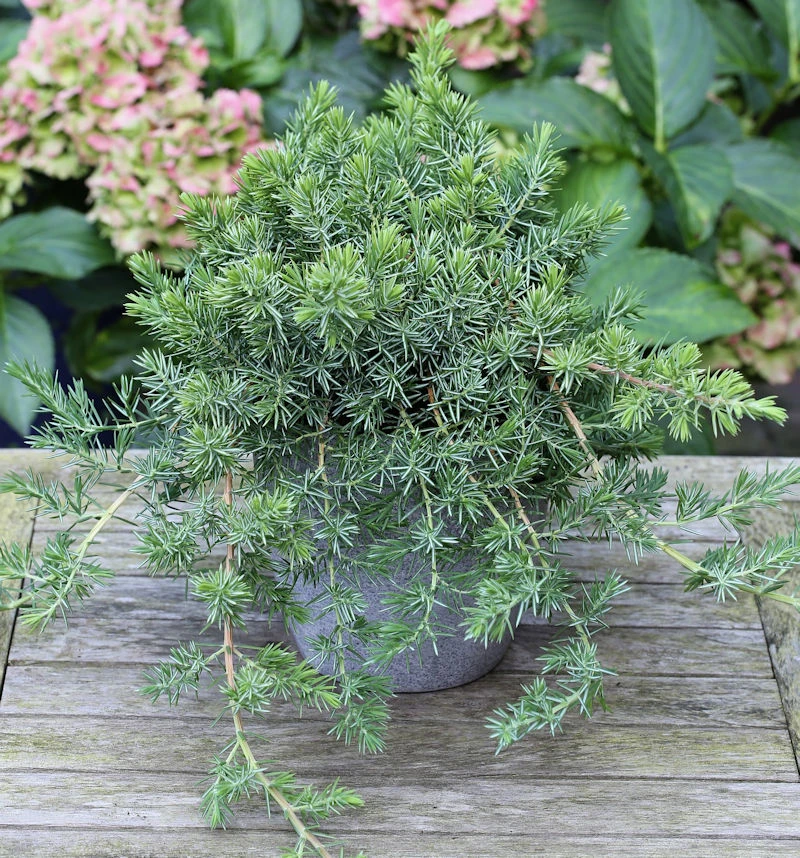 Blauer Sachalin Kriechwacholder Blue Pacific 30-40cm - Juniperus Conferta 1 Blauer Sachalin Kriechwacholder Blue Pacific 30-40cm - Juniperus Conferta