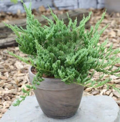 Blauer Kriechwacholder Blue Chip 40-50cm - Juniperus Horizontalis
