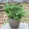 Blauer Kriechwacholder Blue Chip 25-30cm - Juniperus Horizontalis