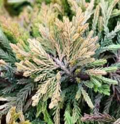 Kriechwacholder Golden Carpet 20-25cm - Juniperus Horizontalis