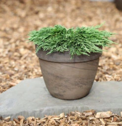 Teppichwacholder Pancake 25-30cm - Juniperus Horizontalis