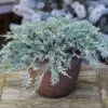 Blauer Kriechwacholder 20-25cm - Juniperus Horizontalis