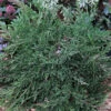 Teppichwacholder Wiltonii 20-30cm - Juniperus Horizontalis